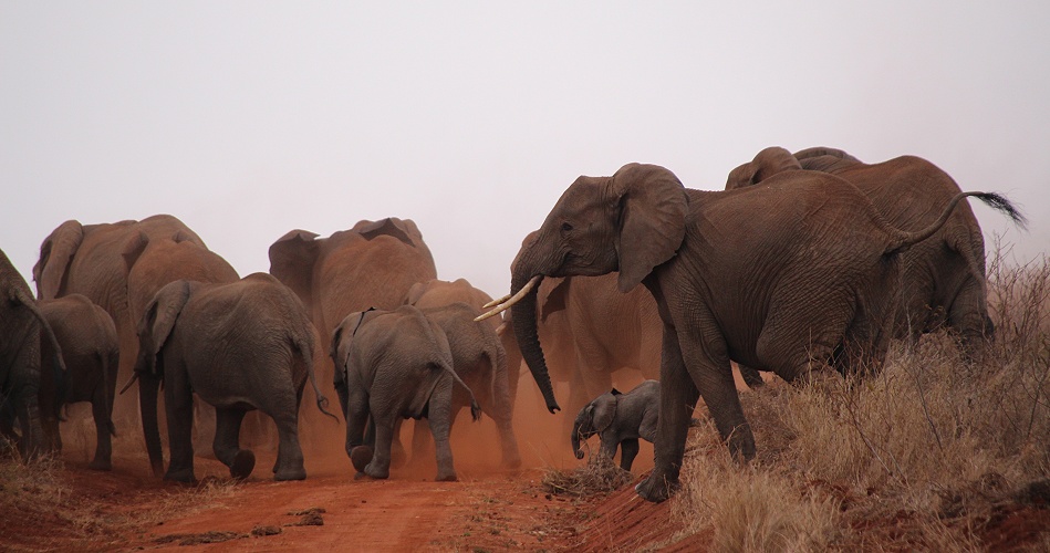nerv&ouml;se Elefantenherde im Lumo Reservat