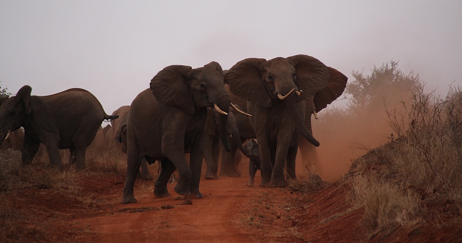 bedrohliche Elefantenherde, Lumo Conservancy