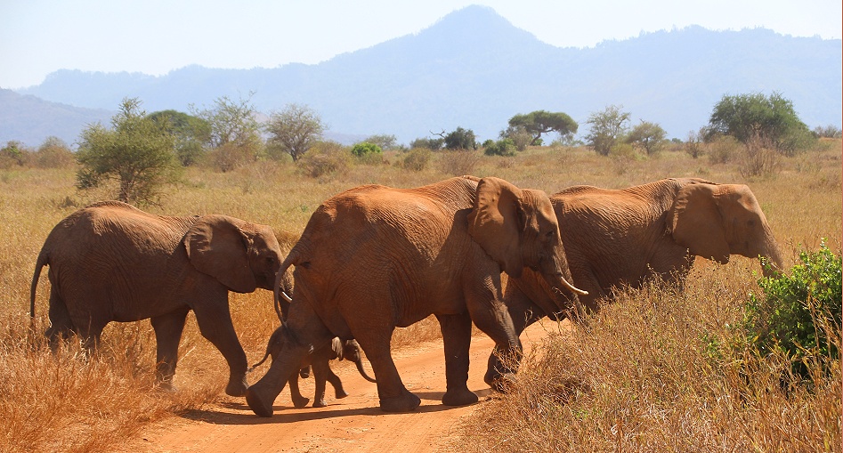 rote Elefanten im Lumo Conservancy