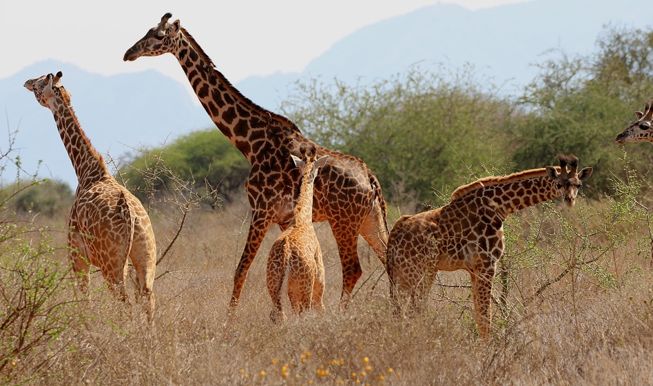 Masai Giraffen im Lumo Conservancy