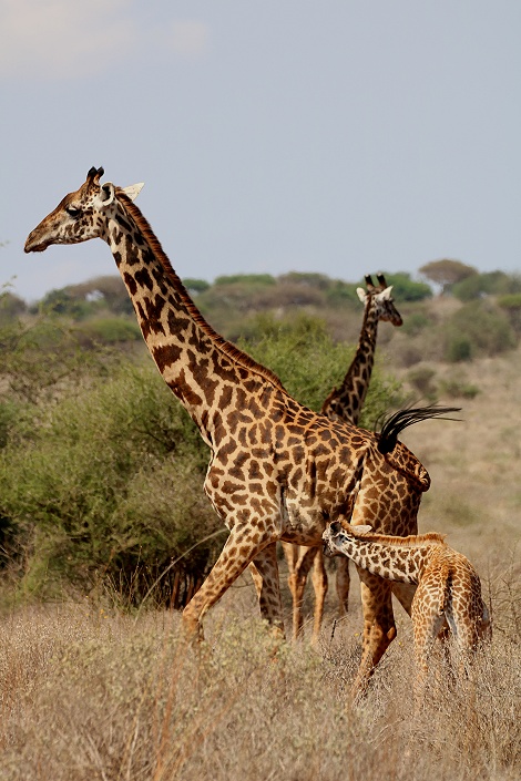 Masai Giraffen im Lumo Conservancy