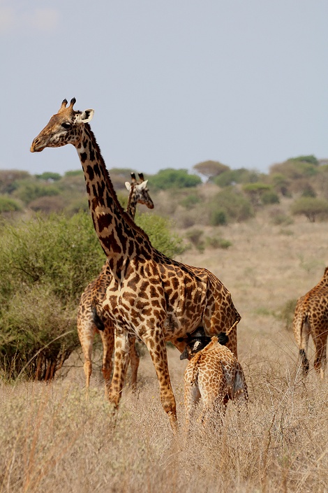 Masai Giraffen im Lumo Conservancy