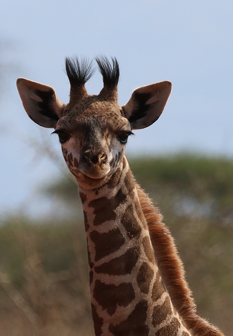 kleine Masai Giraffe im Lumo Conservancy