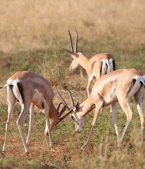 &Ouml;stliche Grant Gazellen, Lumo Conservancy