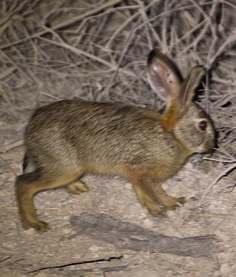 Night Game Drive im Lumo Reservat, Hase