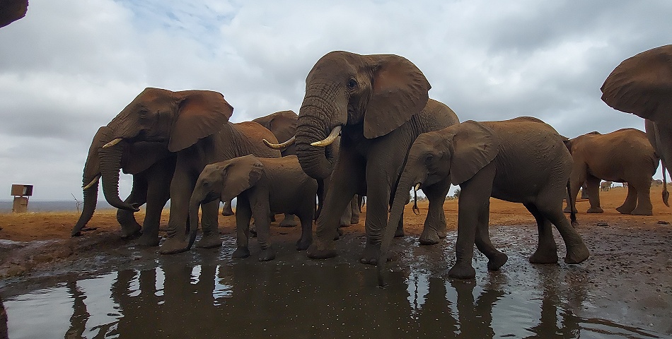 Elefantenherde am Soroi Photo Hide im Lumo Reservat