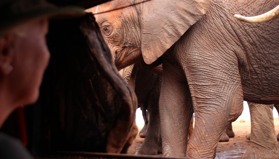 Elefantenherde am Soroi Photo Hide im Lumo Reservat