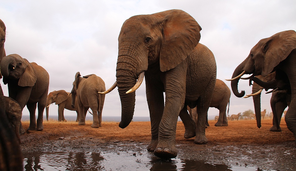 Elefantenherde am Soroi Photo Hide im Lumo Reservat