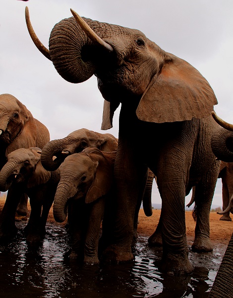 Elefantenherde am Soroi Photo Hide im Lumo Reservat
