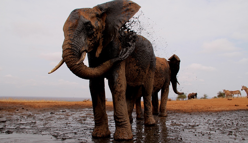 Elefantenherde am Soroi Photo Hide im Lumo Reservat