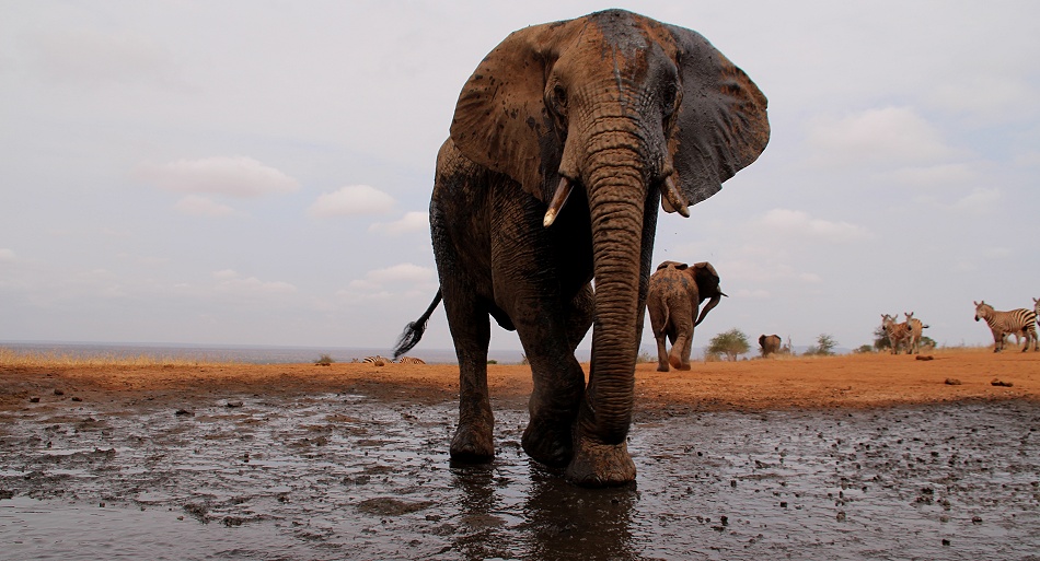 Elefant am Soroi Photo Hide im Lumo Reservat