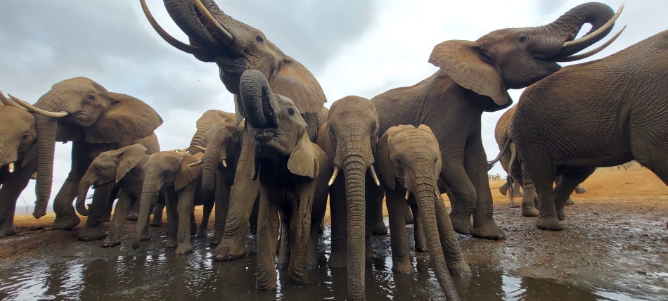 Elefantenherde am Soroi Photo Hide im Lumo Reservat