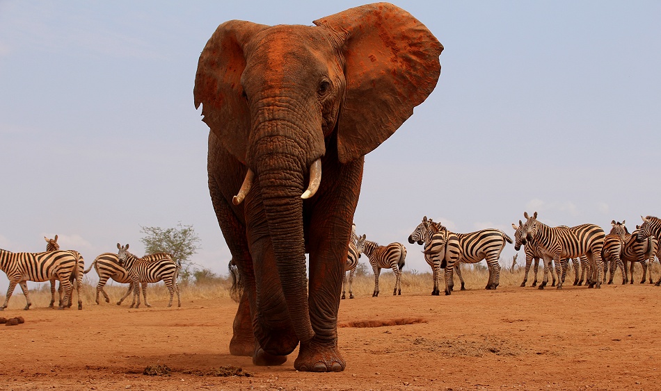 Elefant am Soroi Photo Hide im Lumo Reservat