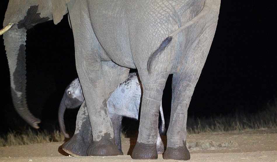 Elefantenkuh mit Neugeborenem Kalb, Nachts am Photo Hide, Lumo Conservancy