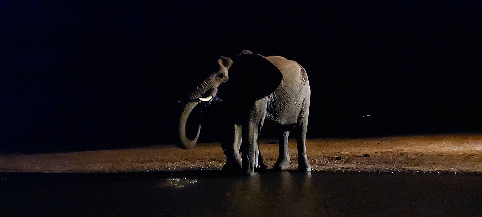 Elefantenkuh mit Neugeborenem Kalb, Nachts am Photo Hide, Lumo Conservancy