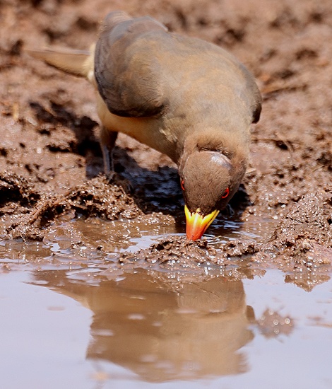 Rotschnabelmadenhacker an Wasserstelle vor Photo Hide 