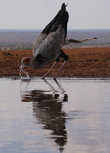 Sekret&auml;r am Soroi Lions Bluff Photo Hide