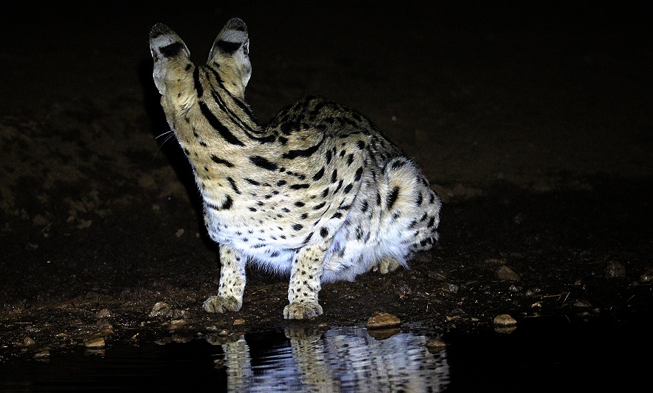 Serval Nachts am Soroi Photo Hide im Lumo Conservancy