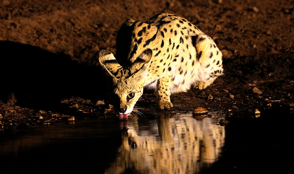 Serval Nachts am Soroi Photo Hide im Lumo Conservancy
