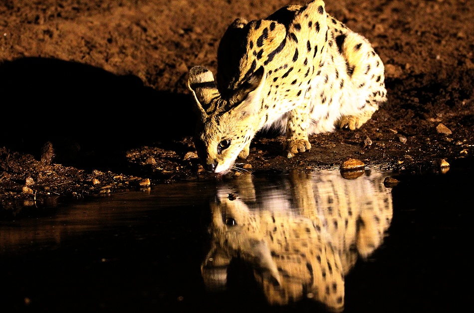 Serval Nachts am Soroi Photo Hide im Lumo Conservancy