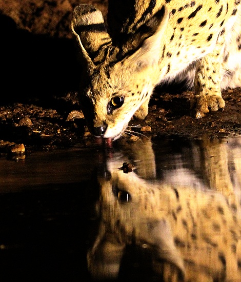 Serval Nachts am Soroi Photo Hide im Lumo Conservancy