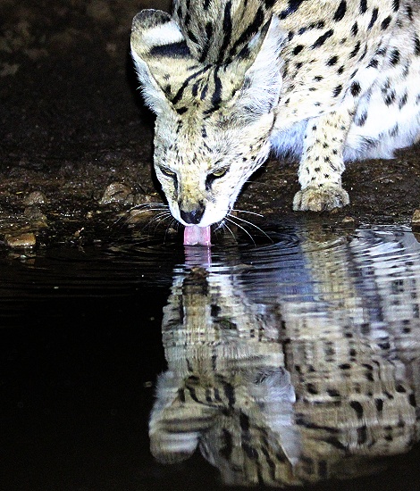 Serval Nachts am Soroi Photo Hide im Lumo Conservancy