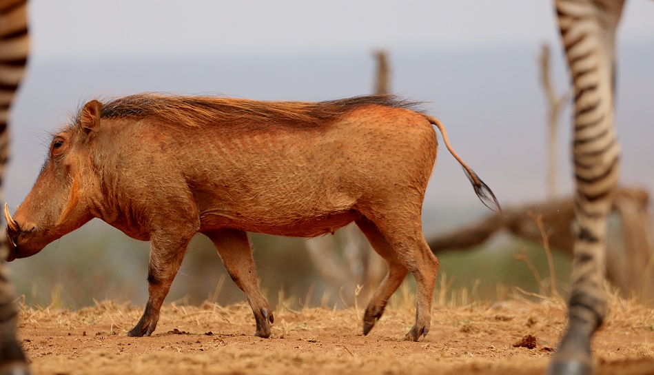 Warzenschweine vor dem Soroi Photo Hide im Lumo Reservat