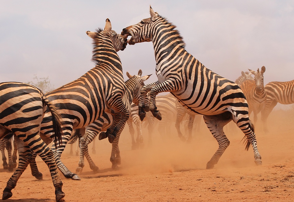 viel Zebra Action am Photo Hide, Lumo Conservancy