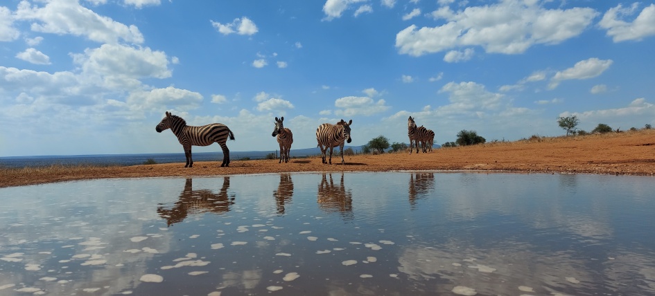 Steppenzebras am Soroi Lions Bluff Photo Hide