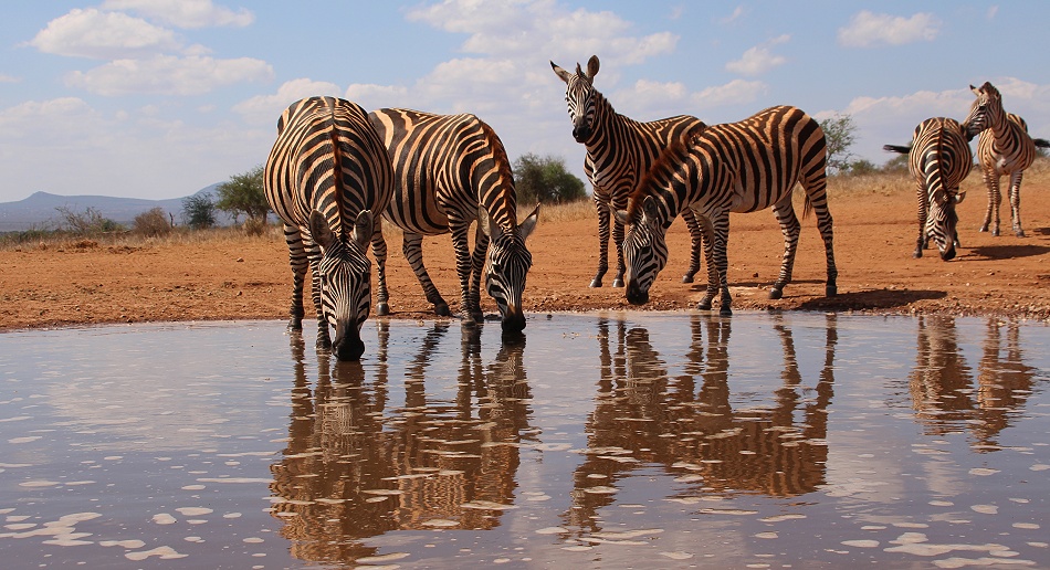 Steppenzebras am Soroi Lions Bluff Photo Hide
