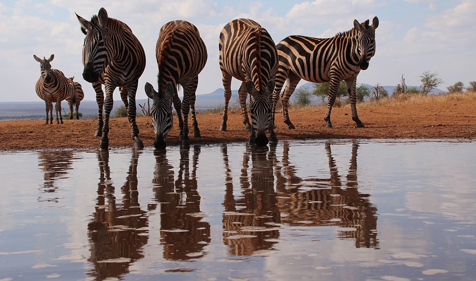 Steppenzebras am Soroi Lions Bluff Photo Hide
