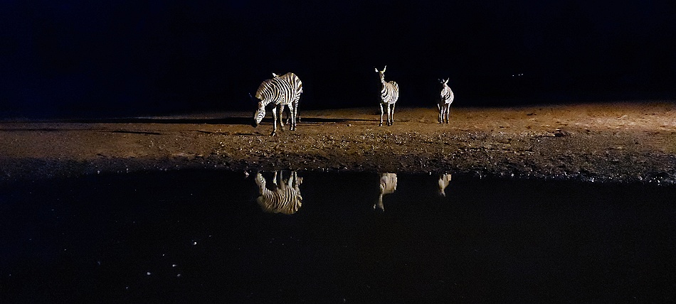 Zebras Nachts am Soroi Photo Hide im Lumo Conservancy