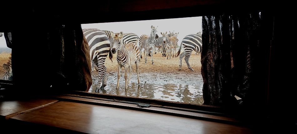 viel Zebra Action am Photo Hide, Lumo Conservancy