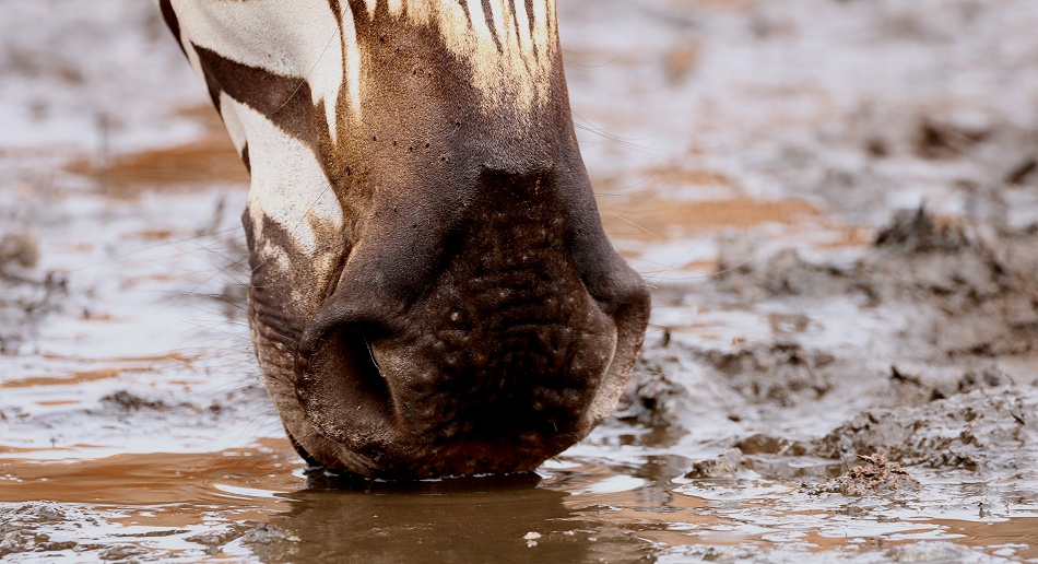 viel Zebra Action am Photo Hide, Lumo Conservancy