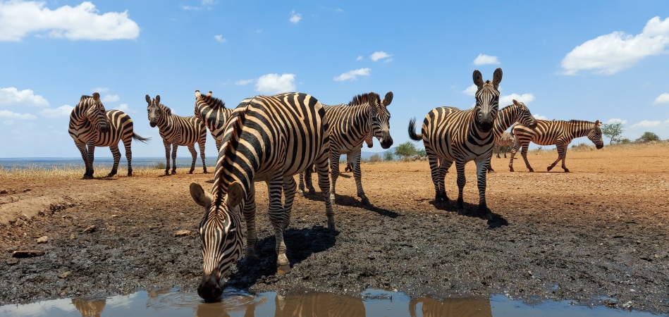 Steppenzebras am Soroi Lions Bluff Photo Hide - Lumo Conservancy