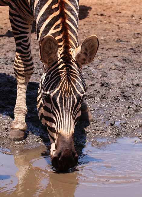 Steppenzebras am Soroi Lions Bluff Photo Hide - Lumo Conservancy