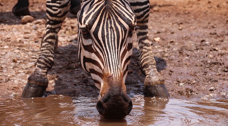 frisches Wasser am Photo Hide, Lumo Conservancy