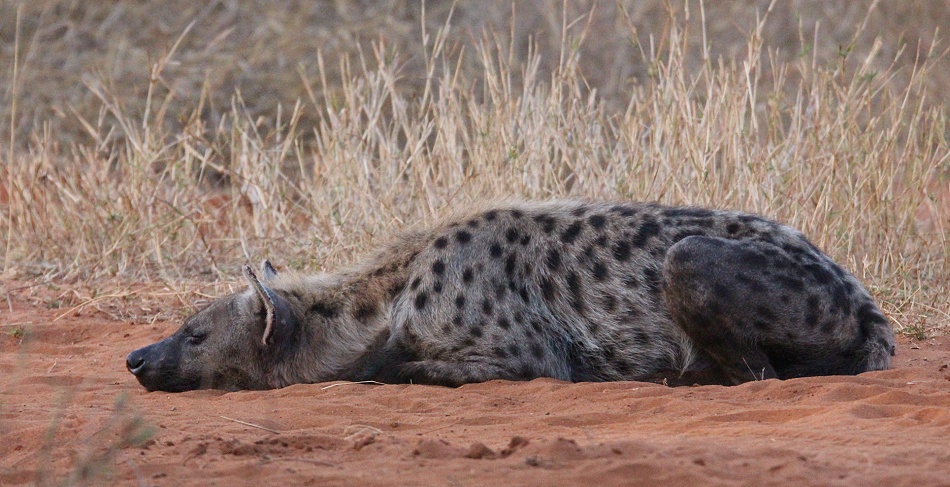 T&uuml;pfelhy&auml;ne im Lumo Conservancy