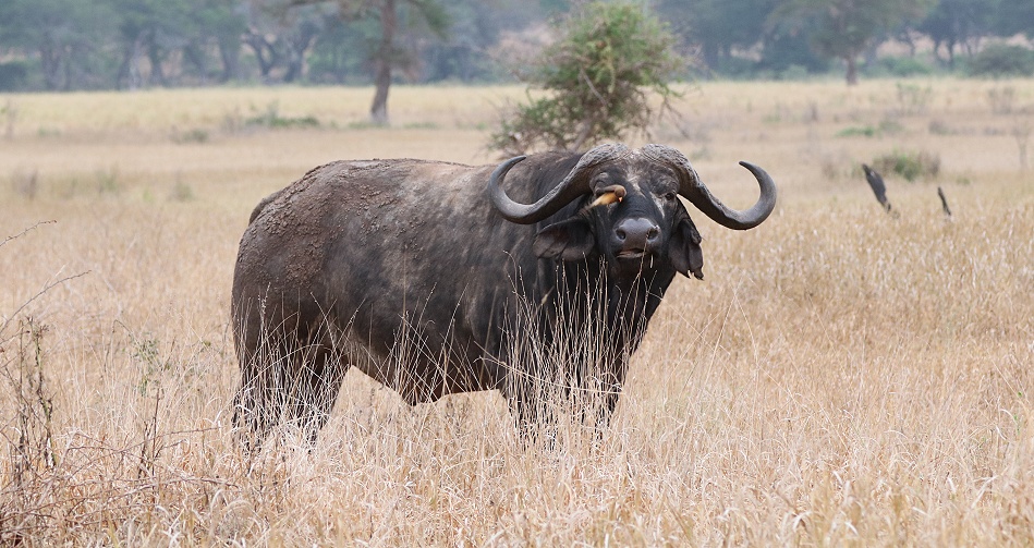 alter Kaffernb&uuml;ffel, Taita Hill Reservat