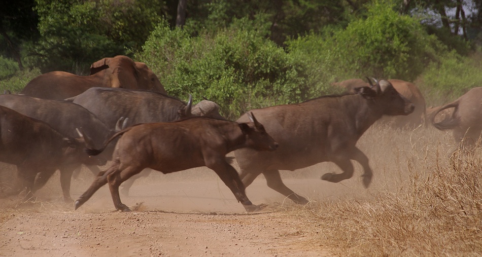 Die Kaffernb&uuml;ffel sind zur&uuml;ck im Lumo Reservat, Taita Hill