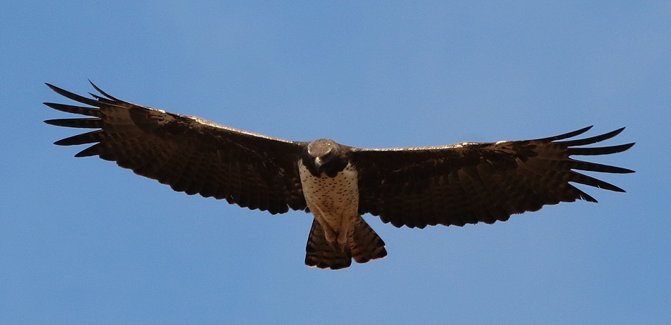Kampfadler, Lumo Conservancy