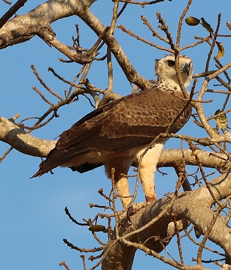 juveniler Kampfadler, Lumo Conservancy