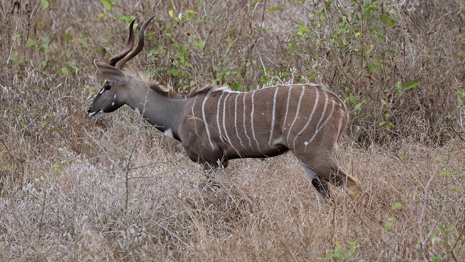 Kleiner Kudu, Bock; Lumo Conservancy