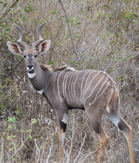 Kleiner Kudu, Bock; Lumo Conservancy