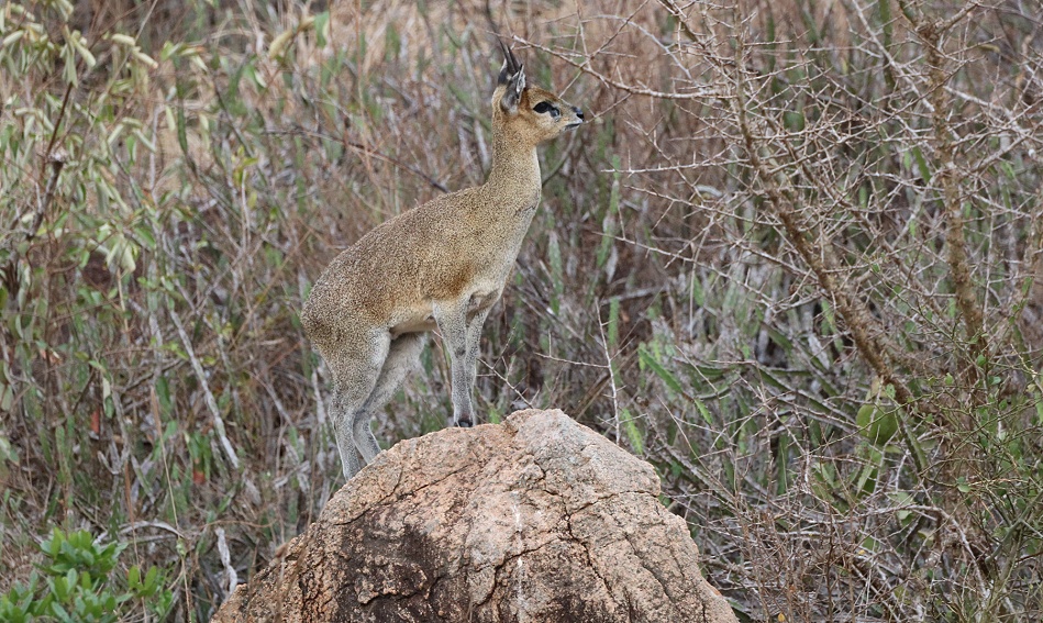 Klippspringer, Lions Rock, Lumo Reservat