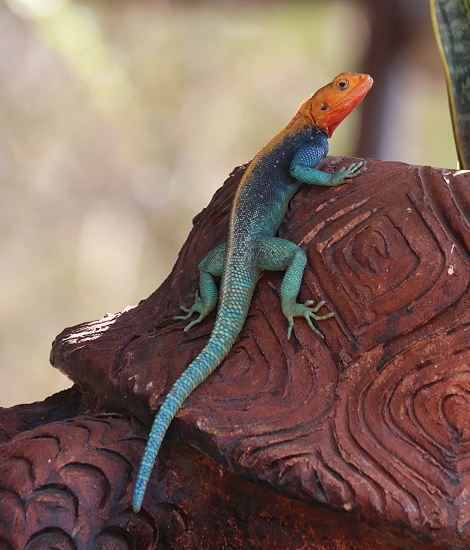 Soroi Leopards Lair Cottages - Siedleragame - Lumo Conservancy