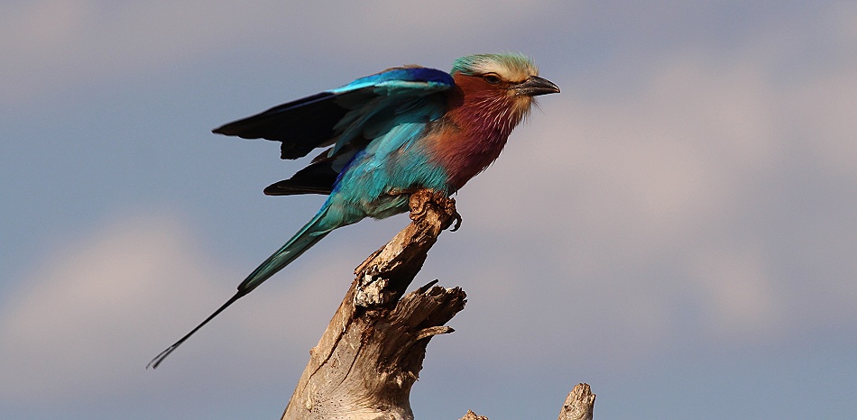 Gabelracke, Lumo Conservancy