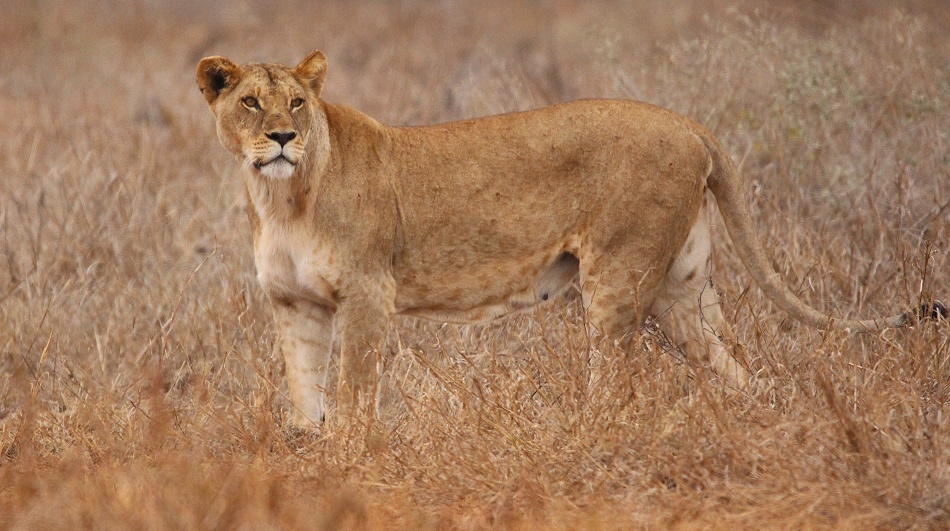 L&ouml;win im Grasmeer des Lumo Reservates