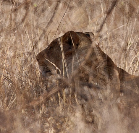 L&ouml;win im Lumo Reservat