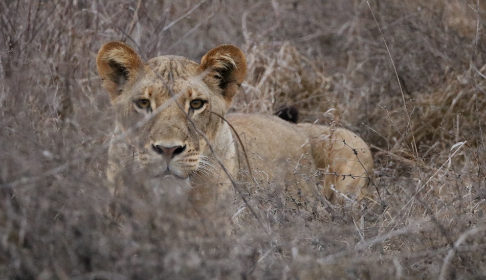Be careful, I&acute;m watching you; L&ouml;win im Lumo Reservat